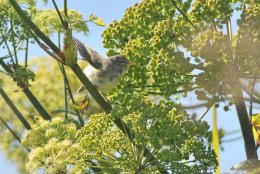 Willow Warbler