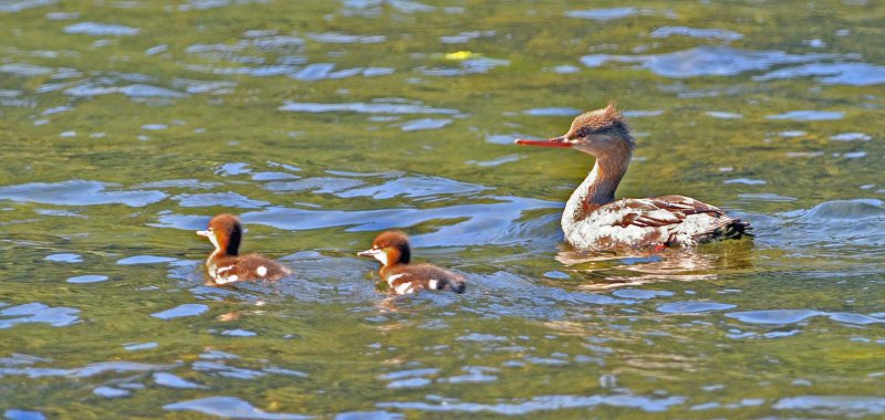 Red-breasted Merganser