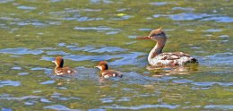 Red-breasted Merganser