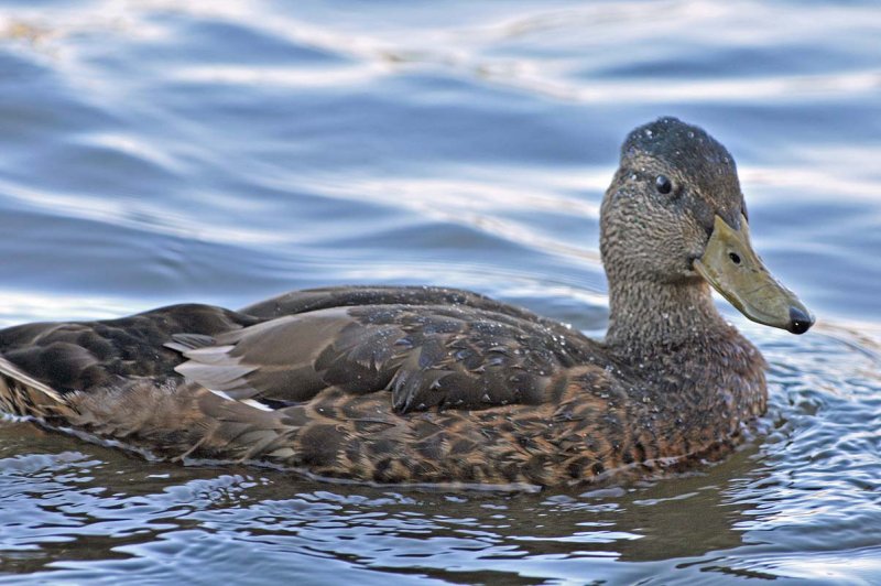 Mallard