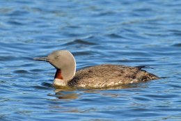 Red-throated Diver