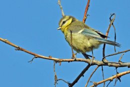 Blue Tit