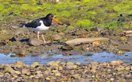 Eurasian Oystercatcher
