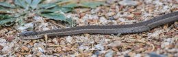 Common Garter Snake