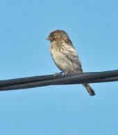 Mealy Redpoll
