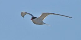 Artic Tern
