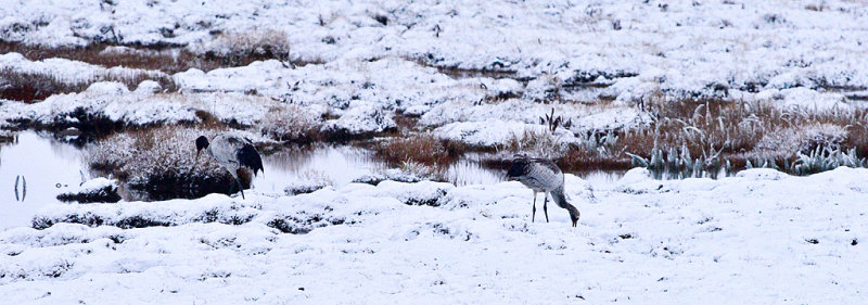 Black-necked Crane