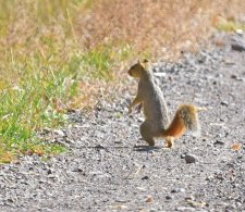 Eastern Grey Squirrel