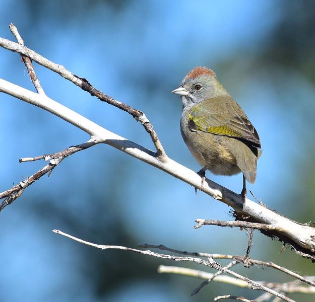 Green-tailed Towhee