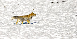 Tibetan Fox