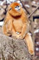 Golden Snub-nosed Monkey