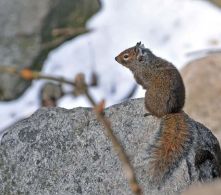 Pere David's Rock Squirrel