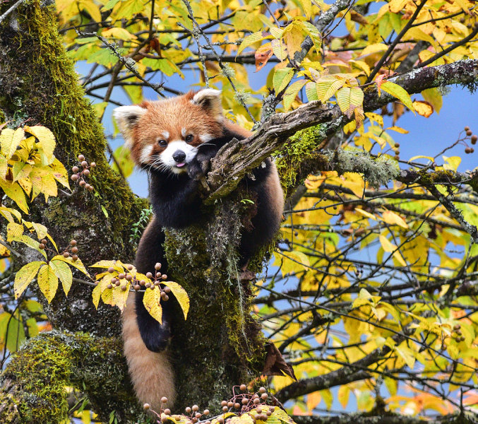 Red Panda