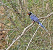 Red-billed Blue Magpie