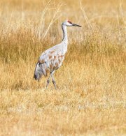 Sandhill Crane