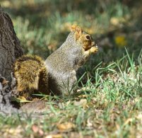 Eastern Fox Squirrel