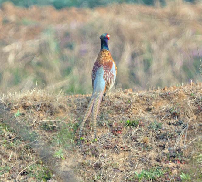 Common Pheasant