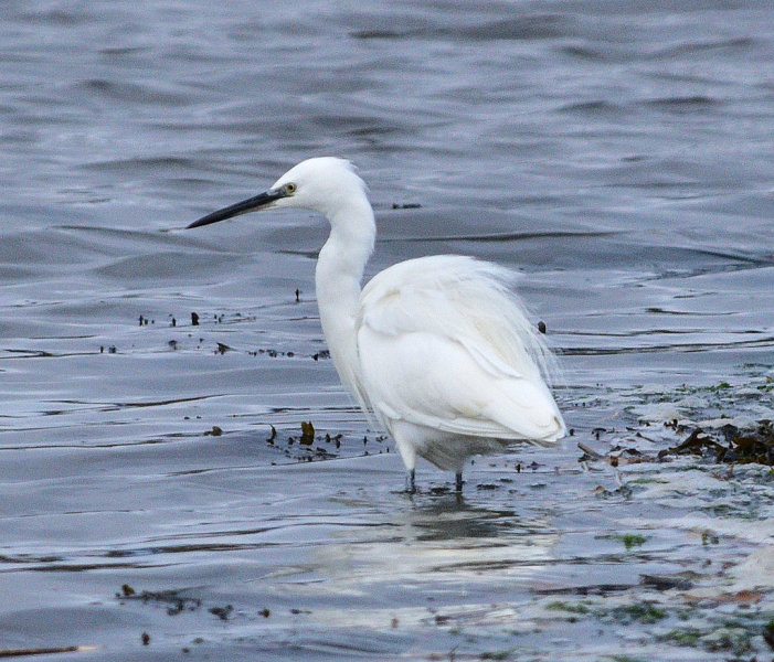 Little Egret