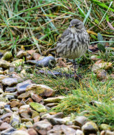 Rock Pipit