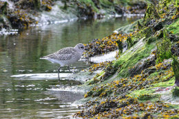 Grey Plover