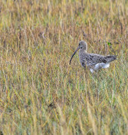 Curlew