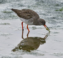 Common Redshank