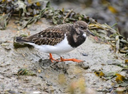 Turnstone