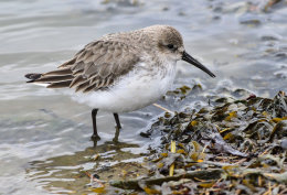 Dunlin