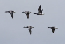 Brent Goose