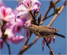 Female Marico Sunbird