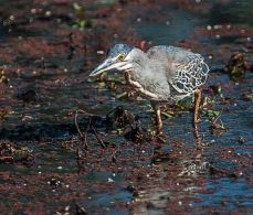 Greenbacked-Heron Hunting
