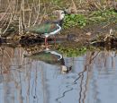 Lapwing