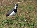 Lapwing