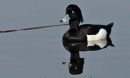 Tufted Duck