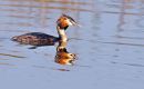 Great Crested Grebe