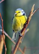 Blue Tit
