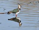 Lapwing