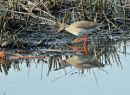 Redshank