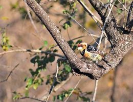 Crested Barbet