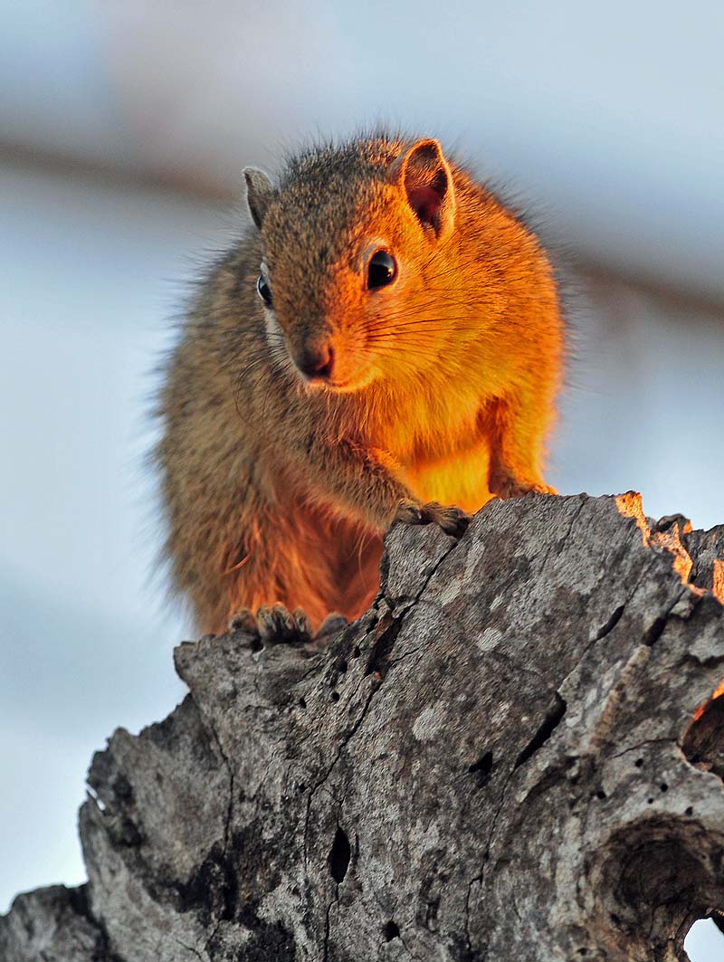 Tree Squirrel