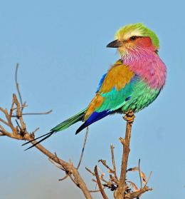 Lilac-brested Roller