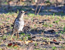 Groundscraper Thrush