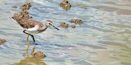 Common Sandpiper