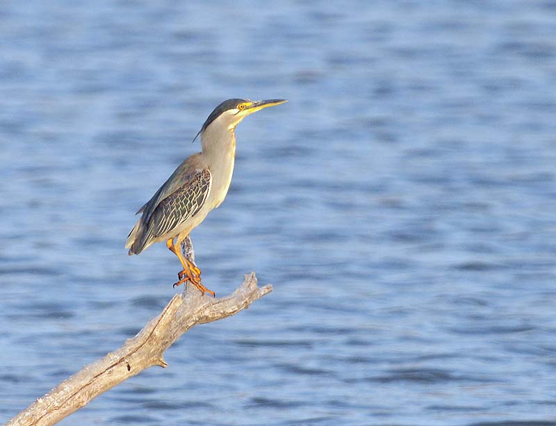 Greenbacked Heron