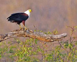African Fish Eagle with catch