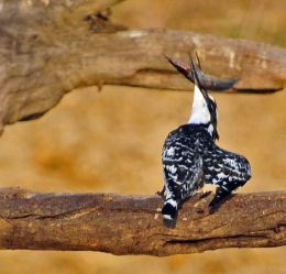 Pied Kingfisher with catch