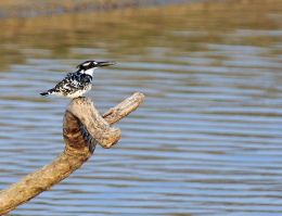Pied Kingfisher calling