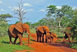 Wildlife of Madikwe December 2009