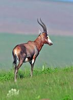 Blesbok