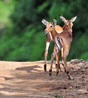 Impala